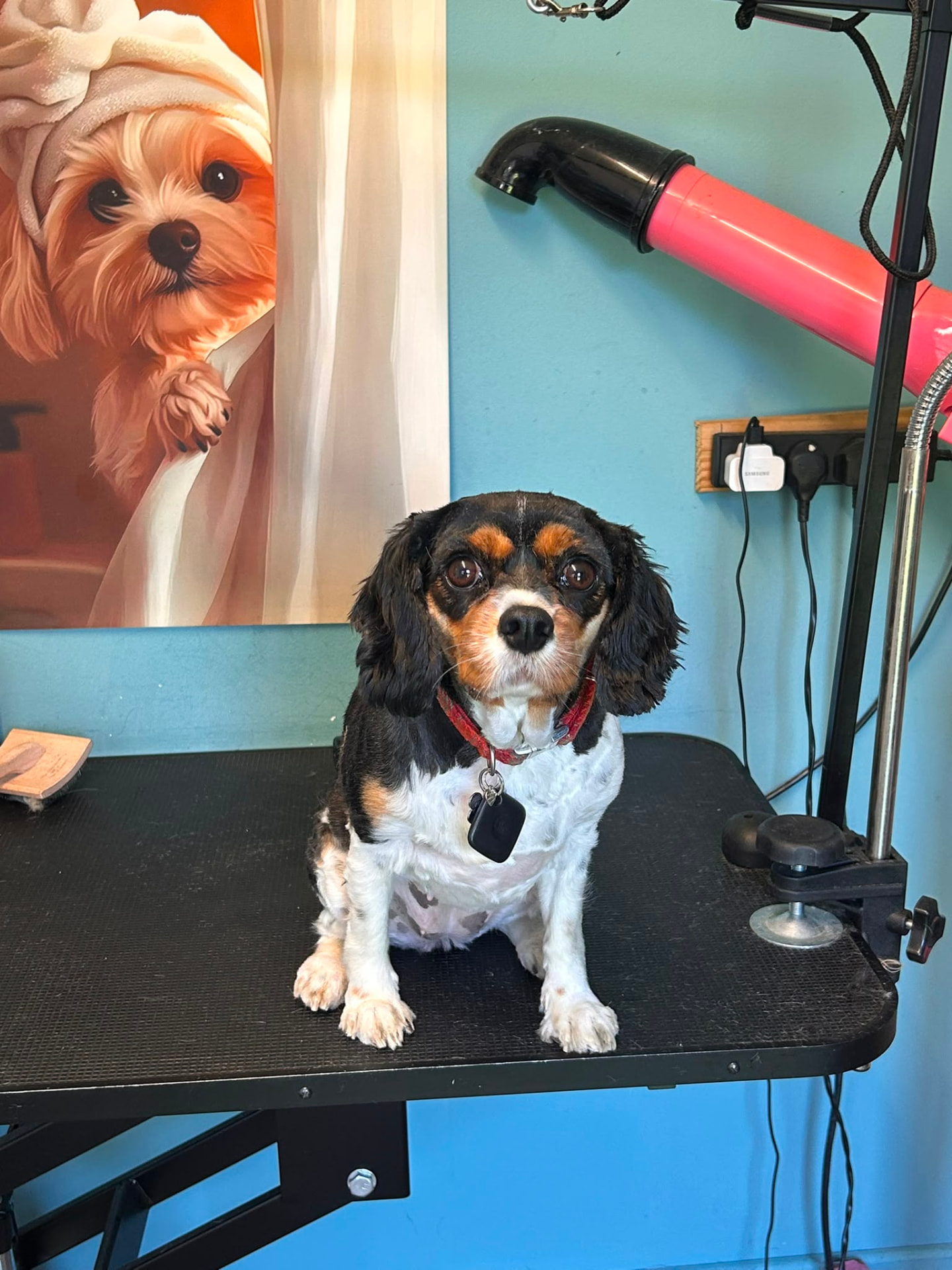 Betty the Cavalier King Charles Spaniel freshly groomed on the grooming table