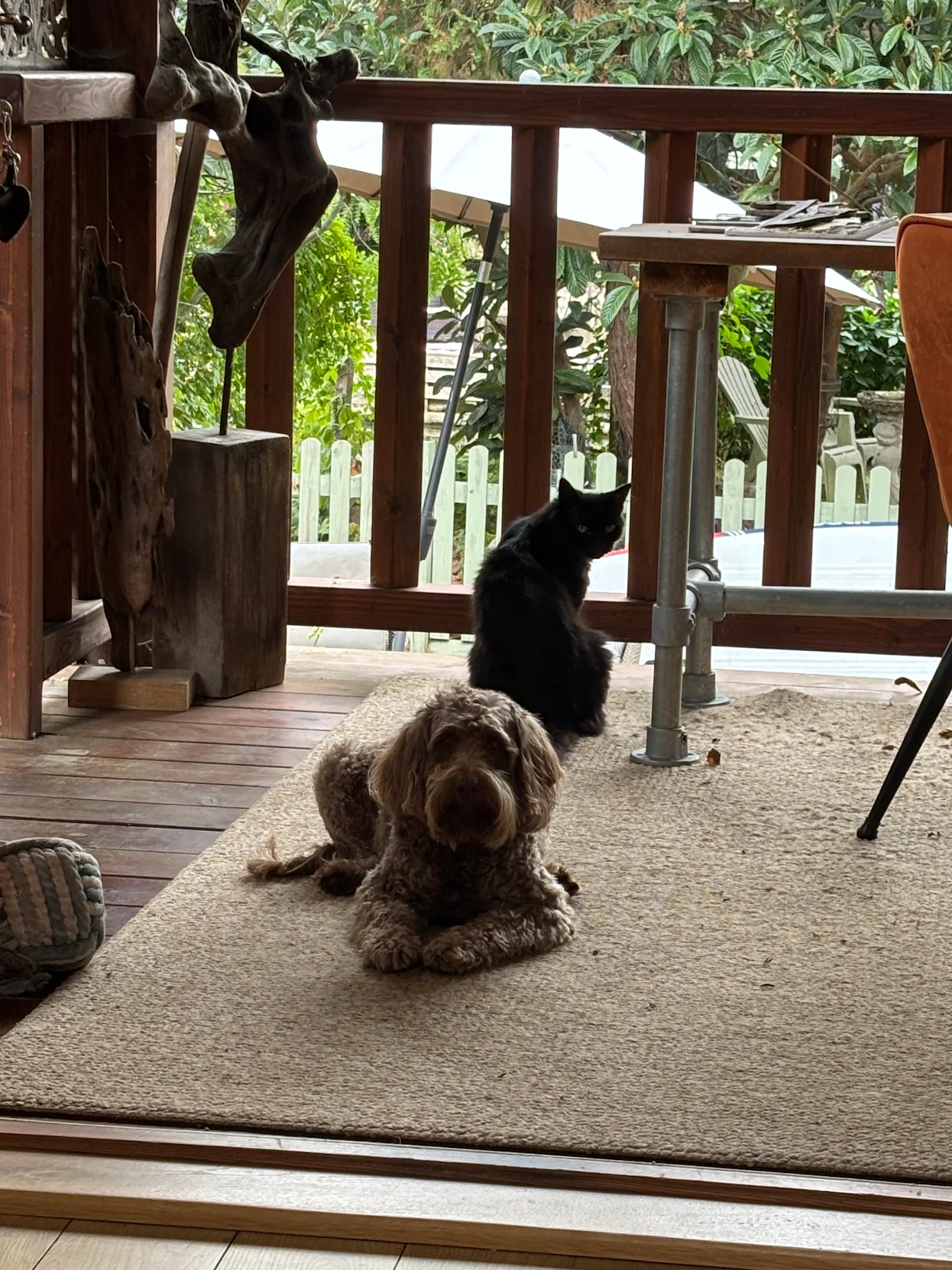 Alfie the Cockapoo lying on a rug at home with a black cat behind him