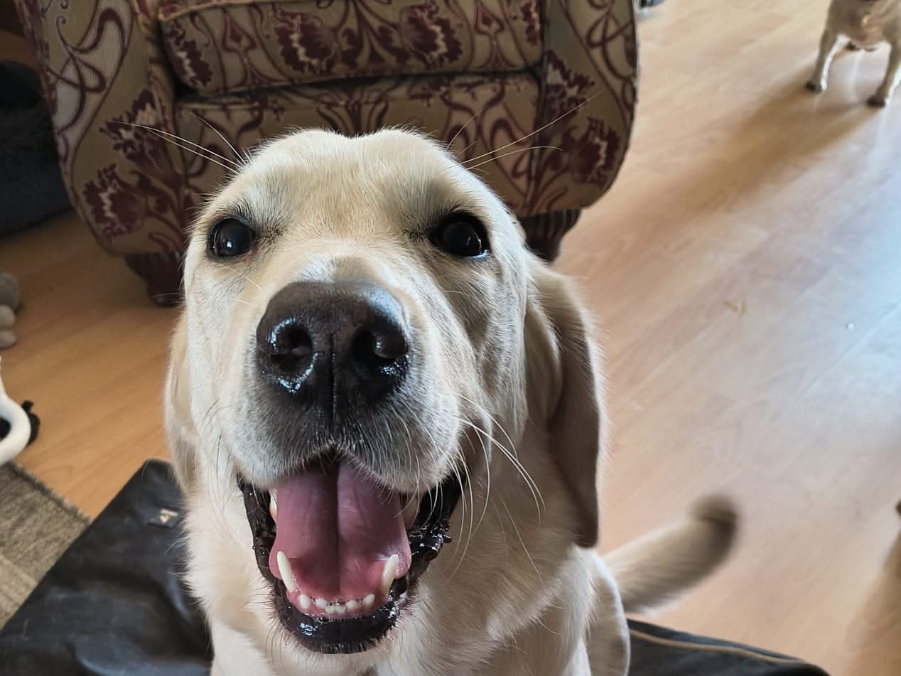 Sam the retriever at home; Rosie and Poppy are not pictured