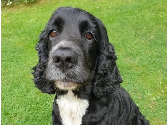 Mini the black and white Spaniel sitting on grass