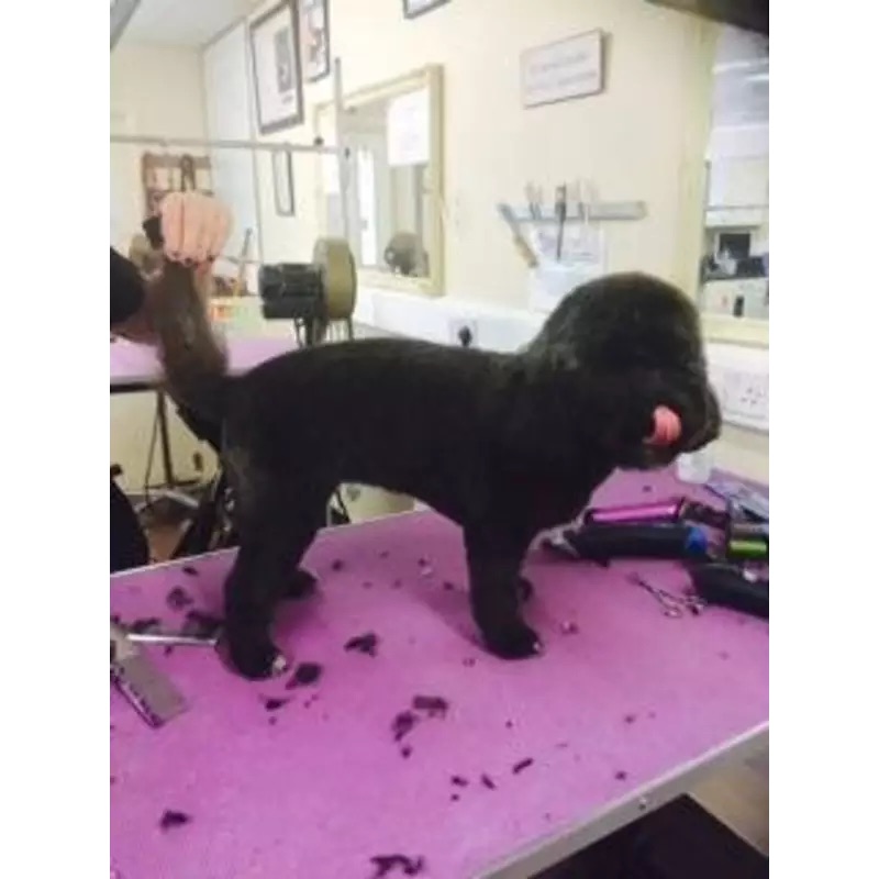 Wash & Go for Large Dogs at Mr BoTangles dog grooming in Whitton