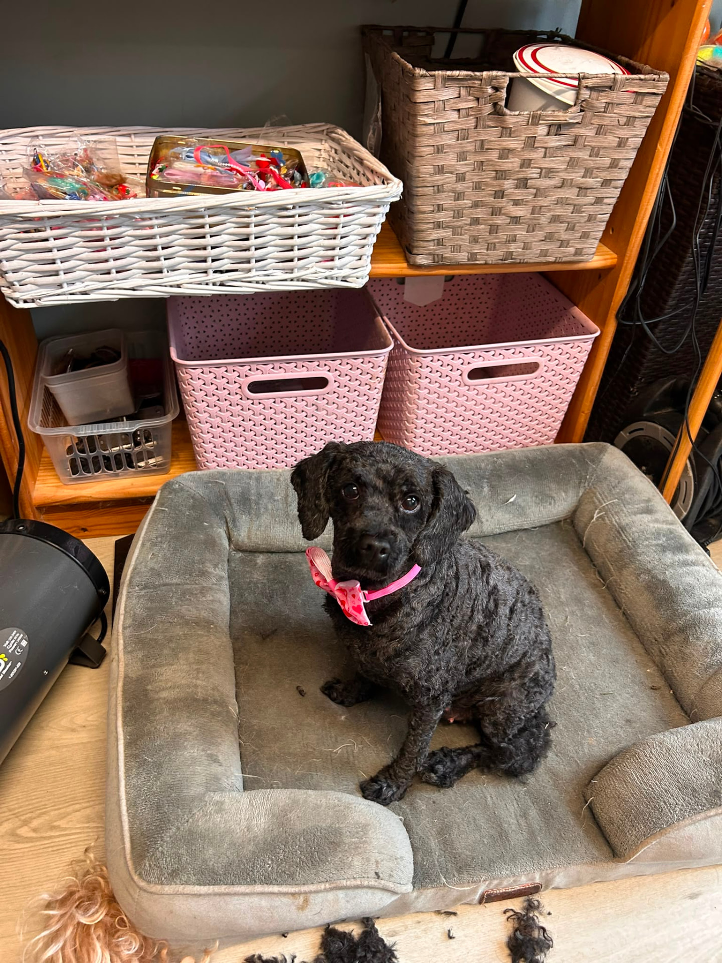 Juana the Poodle freshly groomed, sitting on a dog bed at the salon