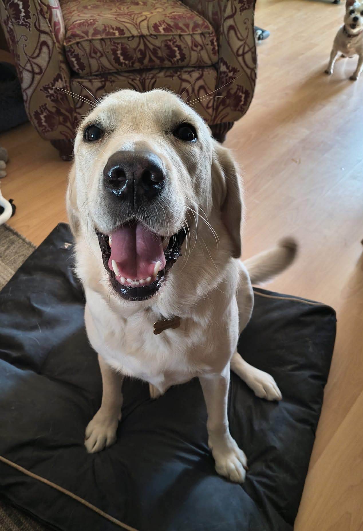 Sam the retriever at home; Rosie and Poppy are not pictured